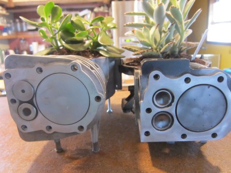 Lrg Jade and Panda Plant